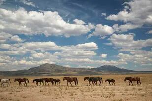 Una manada de caballos salvajes camina hacia un abrevadero en Dugway, Utah, el 8 de julio del 2021