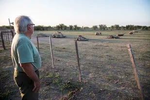 En Tostado, en el norte de Santa Fe, los productores sufrieron la muerte de sus vacas por la sequía. Archivo