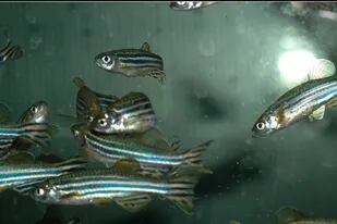 Los peces cebra son pequeños y transparentes, lo que facilita el registro de la actividad de todo el cerebro