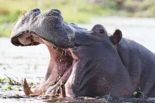 24-01-2022 Hipopótamo.  Los hipopótamos son capaces de reconocer las 'voces' de sus compañeros y también responden con menos agresividad a las llamadas de un vecino en comparación con las de un extraño.  POLITICA INVESTIGACIÓN Y TECNOLOGÍA NICOLAS MATHEVON