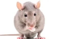 Implantaron células humanas en ratones recién nacidos y lograron influir en su comportamiento