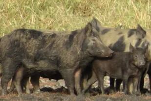 Un experto afirmó que los cerdos salvajes "son como tractores que aran los campos, removiendo el suelo para encontrar comida"