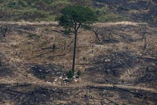 El ganado descansa a la sombra de un árbol en un área incendiada en Porto Velho, Brasil