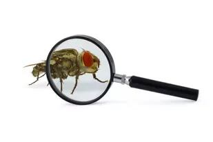 La presencia de una mosca y los restos de su actividad permiten estimar en qué momento falleció una persona