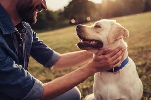 El hallazgo podría tener importantes aplicaciones en el entrenamiento de perros que ayuden a personas que padecen ansiedad o estrés postraumático