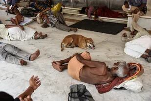 Personas y animales buscan reparo del calor agobiante en Nueva Delhi