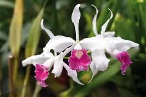 Maneras sencillas de multiplicar las orquídeas y quitarles la mala fama