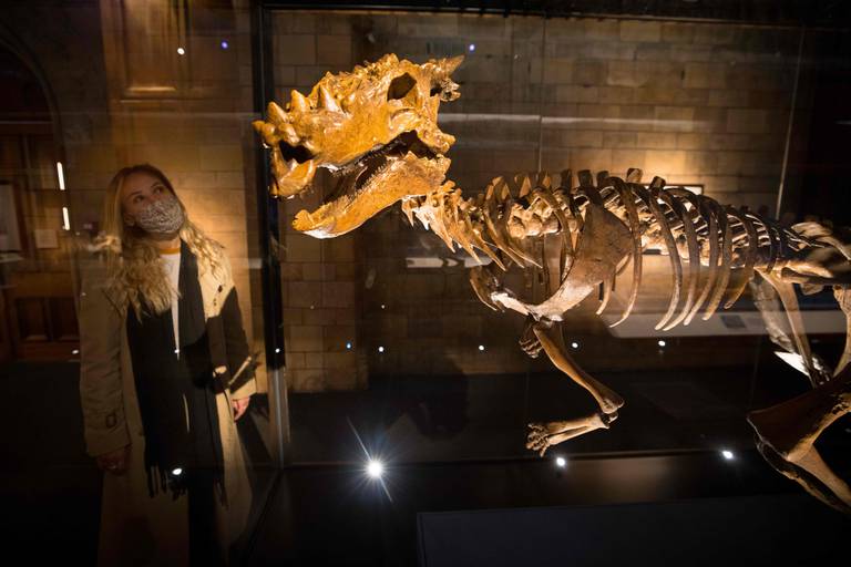 Un esqueleto de dinosaurio y más de un centenar de piezas arqueológicas, huesos sueltos y animales disecados se exhiben en “Animales fantásticos, maravillas de la naturaleza”, que también puede visitarse a través de Google Arts & Culture