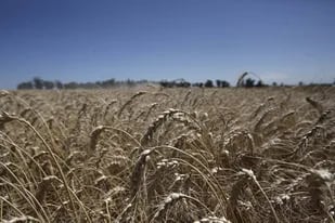 Del margen neto del doble cultivo trigo-soja el 62% será para impuestos en el ciclo 2021/2022 en la zona núcleo