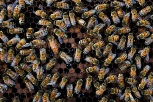 Científicos lograron por primera vez hacer una cartografía de la distribución de las 20.000 especies de abejas que existen en el planeta