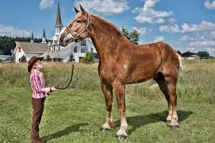 Big Jake fue reconocido por el libro Guinness de los récords como el caballo más alto del mundo, con sus más de dos metros de estatura