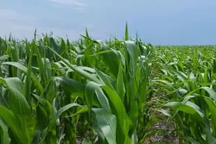 El maíz tardío, con más tecnología