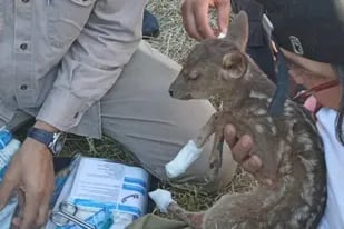 Veterinarios rescatan y curan a una cría de venado de las pampas que escapó de los incendios en Corrientes