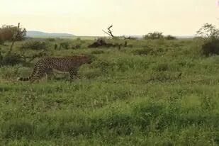 24-01-2022 Increíble persecución entre un guepardo y un chacal SOCIEDAD YOUTUBE - VIDELO - MARIO PAUL