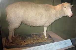 Oveja Dolly se exhibe disecada en el Real Museo de Escocia