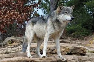 Todos los perros proceden del mismo ancestro: el lobo gris