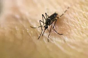 Lograron crear mosquitos inmunes al dengue