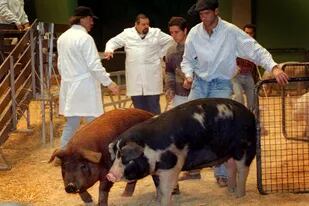 Los cerdos no podrán estar en la Rural por la restricción del Senasa