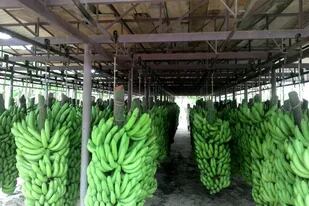 Una hectárea de banana en producción plena puede facturar $1,2 millones