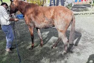 Uno de los caballos rescatados, en muy mal estado