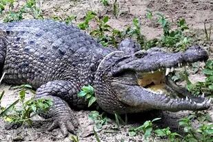 Una nueva especie de cocodrilo fue descubierta en Nueva Guinea