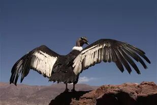 El cóndor despliega sus imponentes alas antes de volar; fue bautizado Luracatao, como el lugar donde fue hallado