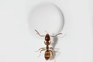 Hace un siglo, un pequeño ejército de hormigas viajó a España escondido en un carguero. La especie la bautizaron “hormiga argentina”. Hoy, la colonia más grande se extiende desde Italia hasta Portugal. Una bióloga estudia los superpoderes de estos insectos imparables