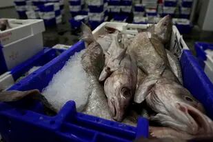 En la industria pesquera alertaron sobre la baja en las exportaciones  (AP Foto/Virginia Mayo)