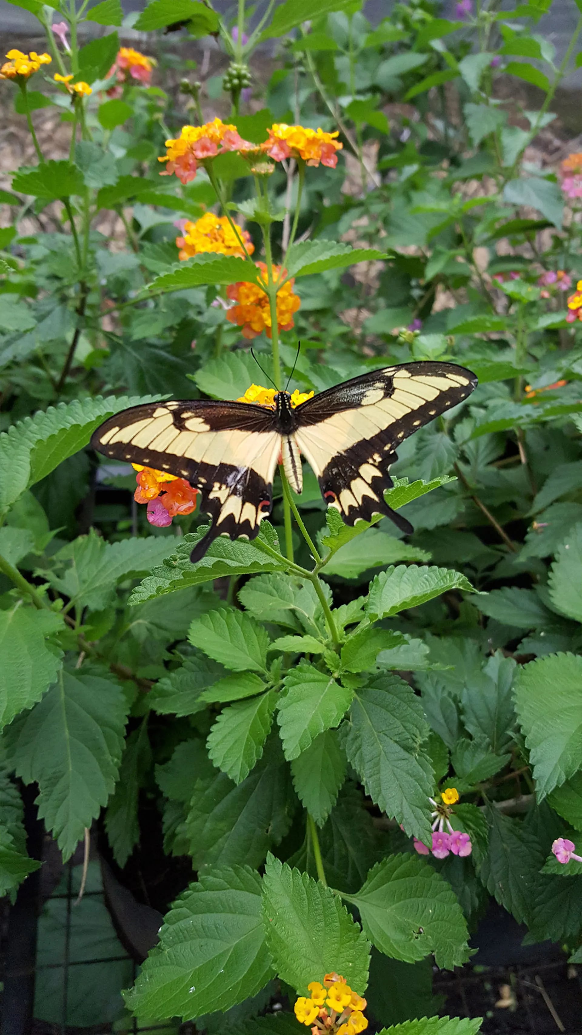 Estas 10 plantas son la clave para convertir tu jardín en un refugio para  mariposas - LA NACION