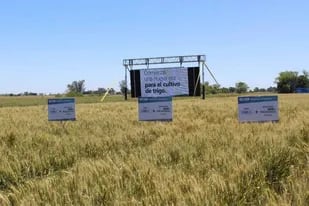 En la Argentina, el trigo transgénico de Bioceres ya cuenta con los avales del Senasa y de la Comisión Nacional de Biotecnología Agropecuaria (Conabia)