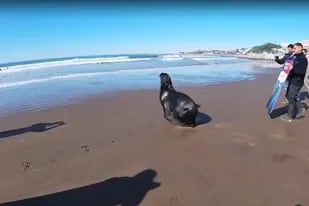El lobo marino que fue rescatado es uno de los animales que está en la Banquina Chica en el puerto de Mar del Plata
