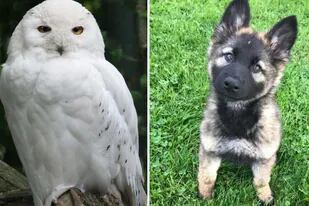 La reacción de una lechuza a la presencia de un cachorro de pastor alemán en su casa se hizo viral con millón y medio de visitas