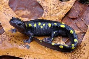 La salamandra moteada es el único ejemplo de vertebrado que tiene simbiosis para llevar a cabo fotosíntesis