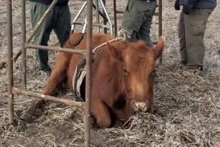 Una vaca que originariamente hubiera sido colocada en el mercado chino, caída en el campo de Laura Fernandez Cagnone, en Chivilcoy