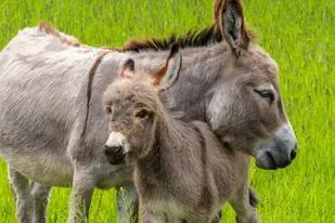 Los arqueólogos han hecho un descubrimiento que está ayudando a reescribir mucho de lo que sabemos sobre los burros.
