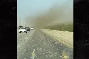 El momento en que una plaga de langostas aparece en una ruta de Irán (TMZ)