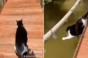 El video de un gato que emite un sonido humano luego de caerse al agua se volvió viral por la rareza de la reacción