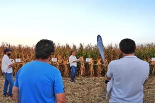 El principal objetivo de la Red del INTA Marcos Juárez es evaluar el comportamiento de los híbridos de maíz en el mercado