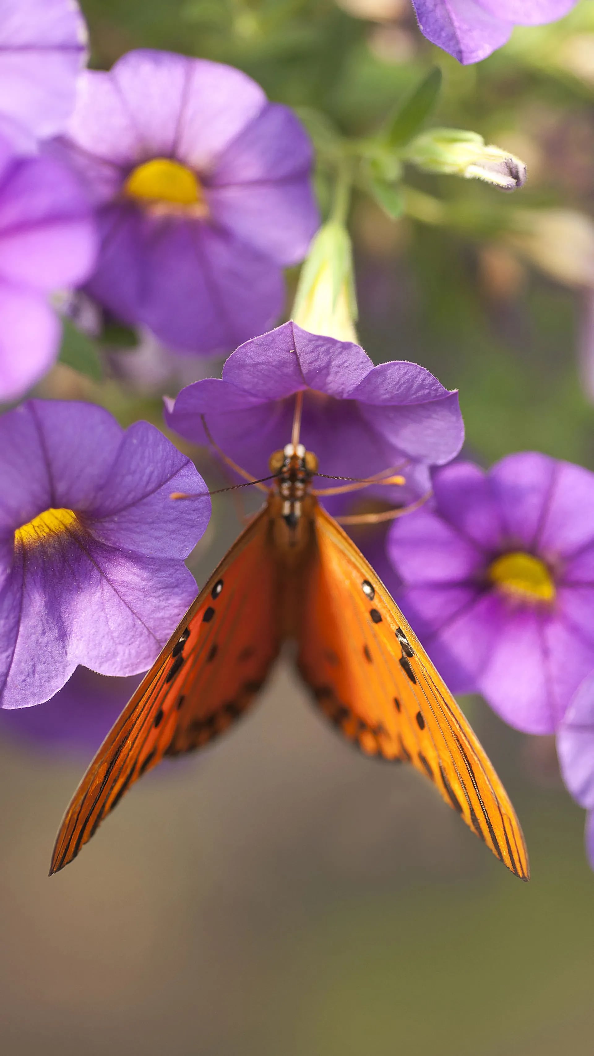 Cómo transformar tu jardín en un restaurante para mariposas - LA NACION