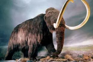 Investigadores trazaron el asombroso viaje de un mamut lanudo del Ártico, que durante sus 28 años de vida cubrió una extensión suficiente de Alaska como para dar casi dos vueltas a la Tierra