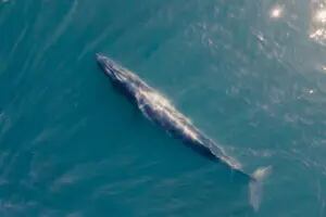 Así es la increíble expedición en el Sur que busca proteger a una ballena que está en peligro de extinción