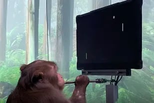 Un implante en la cabeza del macaco permite leer sus ondas cerebrales y controlar el juego