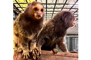 Gracias a la ayuda de una mujer, rescataron a dos monos tití que eran vendidos ilegalmente por Facebook