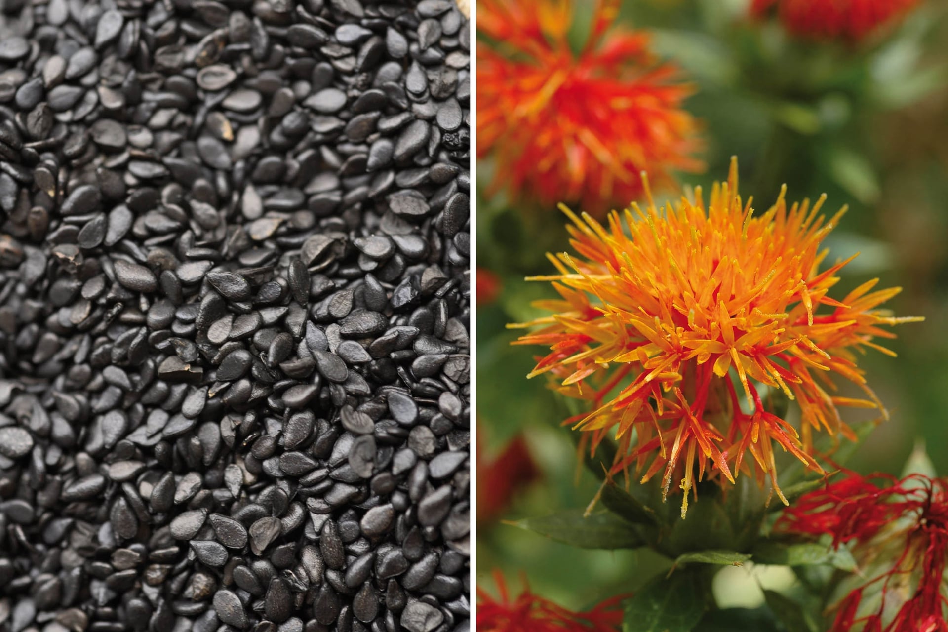 Izquierda: Semillas de sésamo negro; su aceite es muy valorado como alimento y también en medicinas alternativas. Derecha: El cártamo es además de oleaginosa una planta tintórea que tiñe con los colores de sus pétalos.