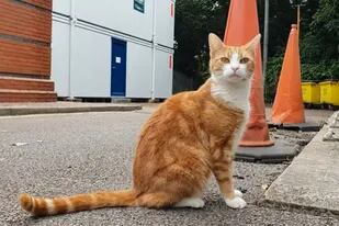 Este gato fue contratado a cargo del departamento de cazadores de ratones en una estación de tren de West Midlands, Inglaterra