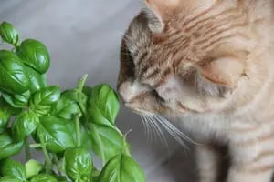 Las 6 plantas que no son peligrosas para los perros ni para los gatos