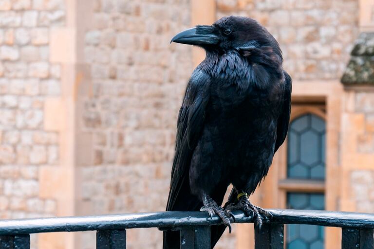 Merlina, la reina de los cuervos de la Torre de Londres, ha sido reportada como desaparecida