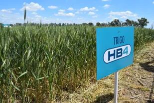 El trigo transgénico tolerante a sequía tiene autorizaciones de la Argentina, en Brasil, Colombia, Australia, Nueva Zelanda y Estados Unidos