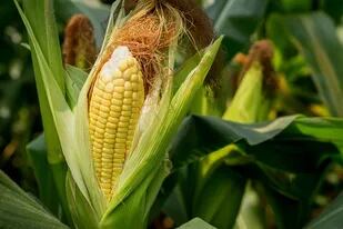 El maíz consume entre 400 y 500 milímetros durante su ciclo