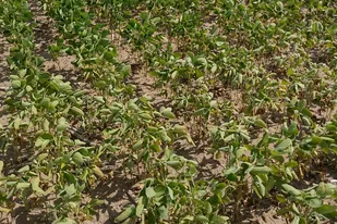 Lote de soja afectado por las sequía en la provincia de Córdoba
